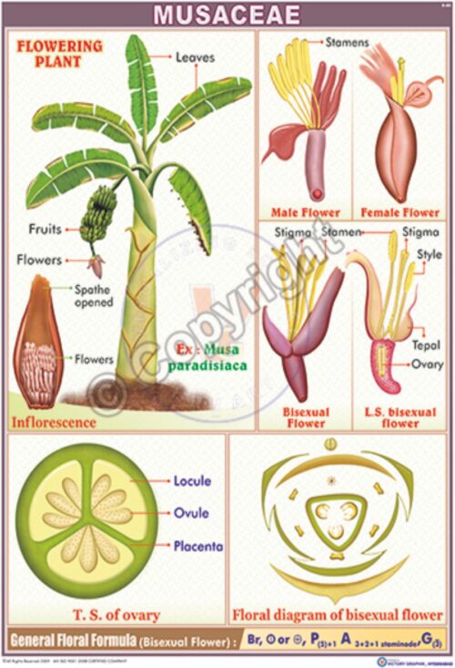 B-80_Musaceae - CC