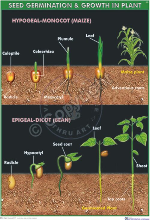 B-83_seed germination - CC
