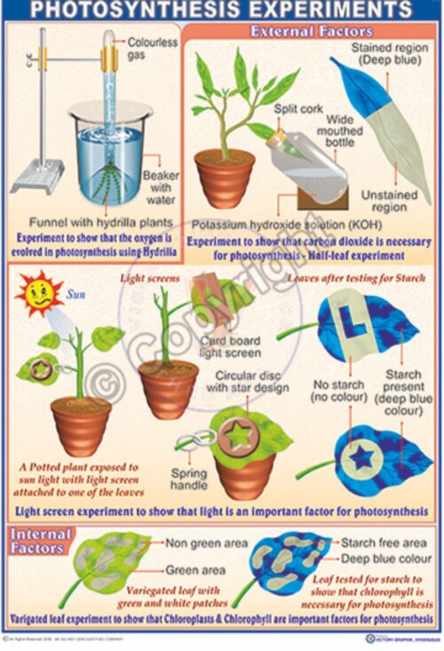 B-85 Photosynthesis CC