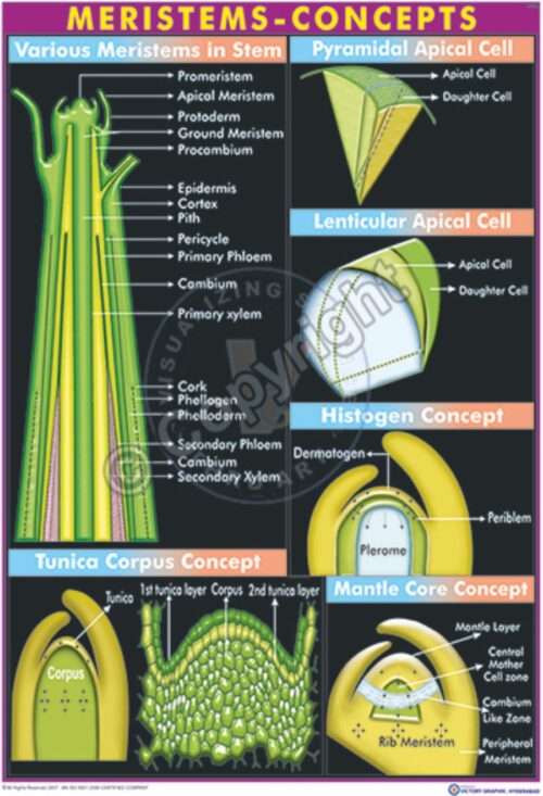 B-86_Meristem_degree.cdr-01 CC