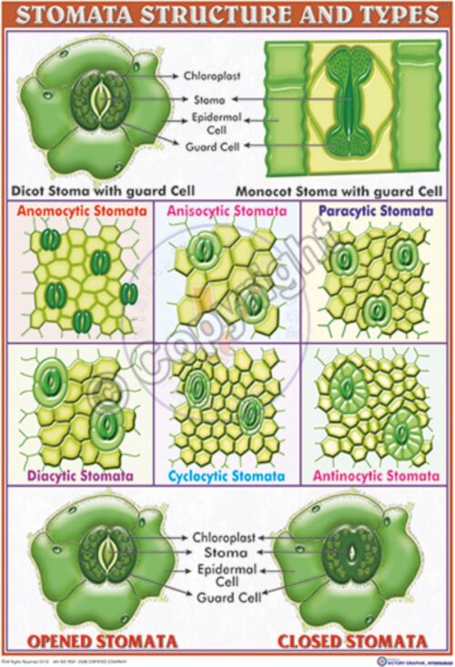 B-87_Stomata - CC