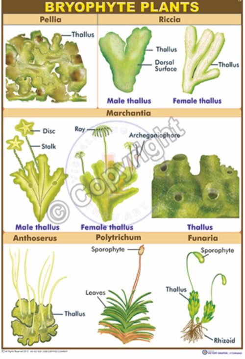 B-89_Bryophyte Plants CC