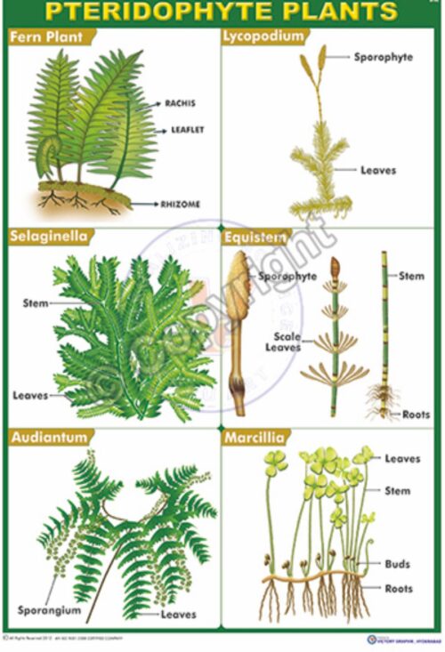 B-90_PTERIDOHYTES PLANTS CC