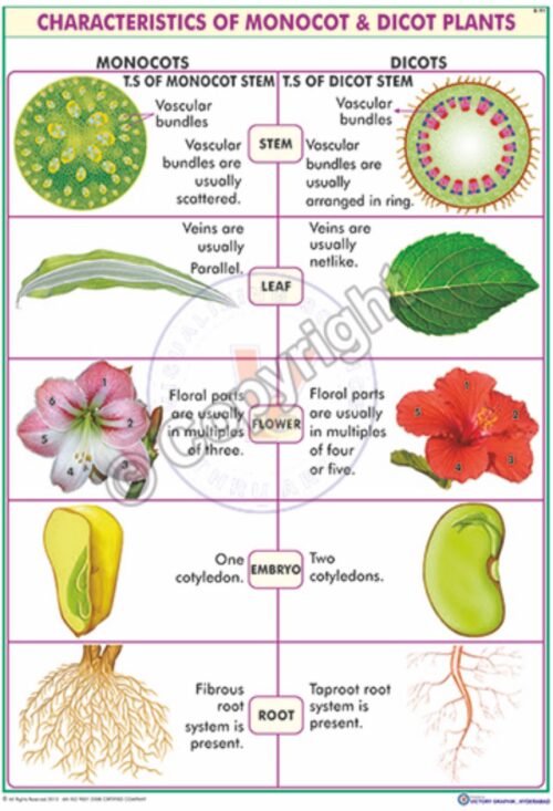B-91_Monocot & Dicot plants - English Final - CC