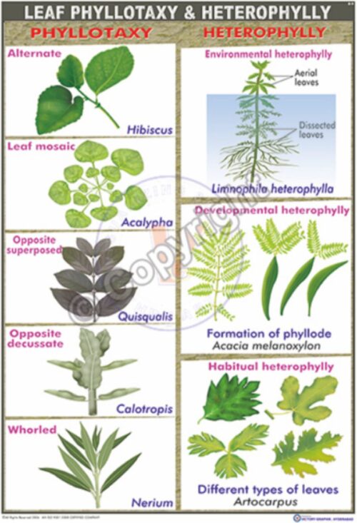B-9_Leaf Pellotaxy - CC
