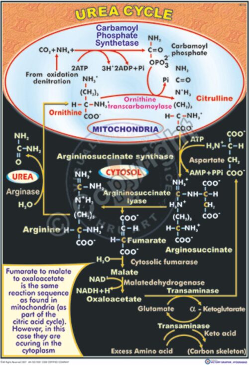 BC-16_Urea Cycle - CC