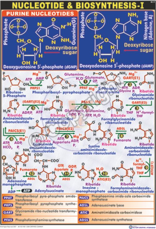 BC-17_Nucleotide Biosynthesis-I - CC
