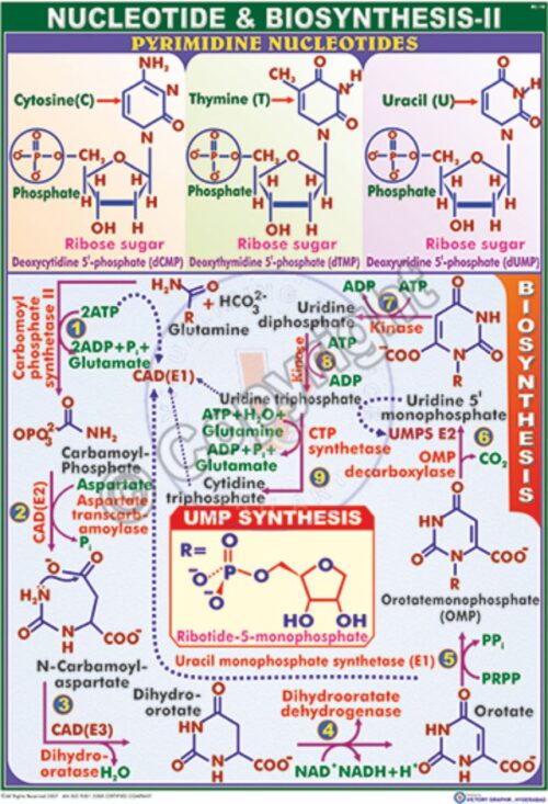 BC-18_Nucleotides Biosynthesis - II - CC