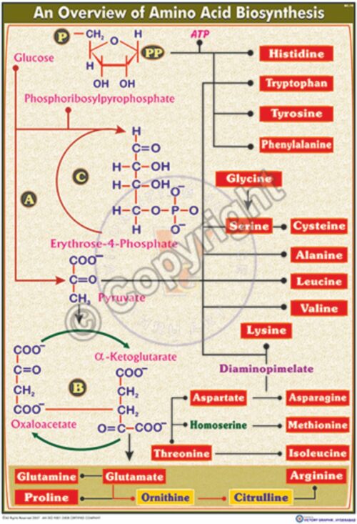 BC-19_Biosynthesis of proline & arginine - CC