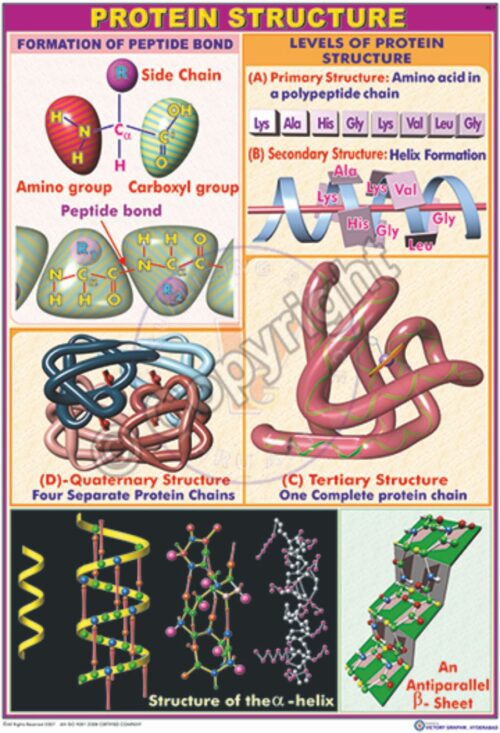 BC-1 Protein Structure
