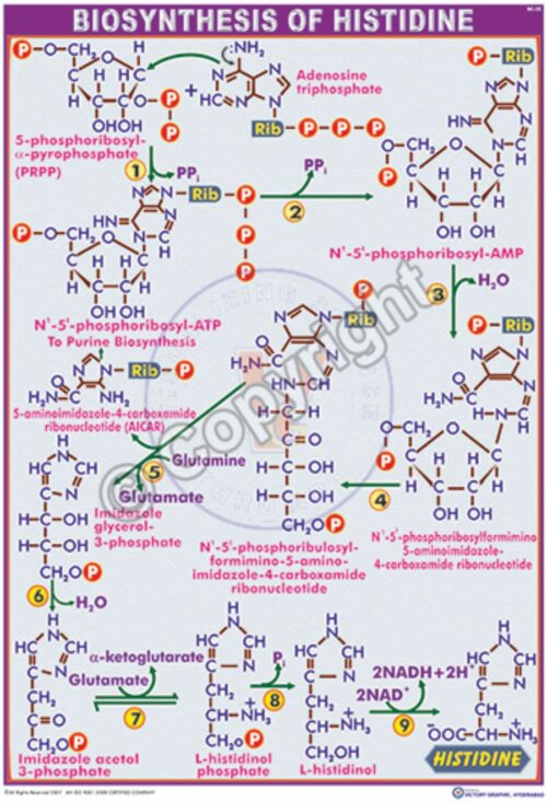 BC-22_Histidine - CC