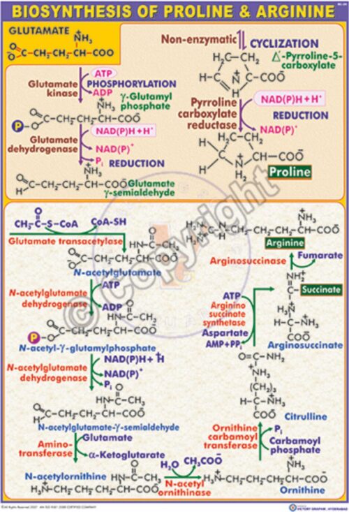 BC-24_Biosynthesis of proline & arginine - CC