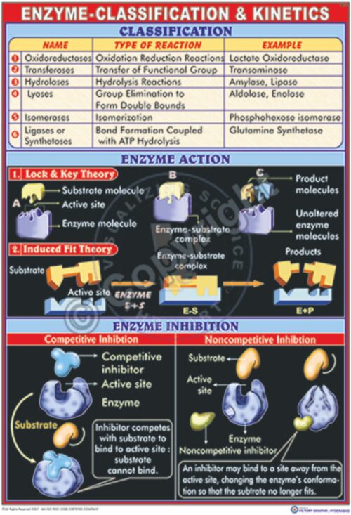 BC-8_Enzyme - CC