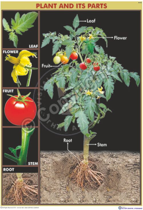 Bi-42_Plant & Its parts - Final - CC