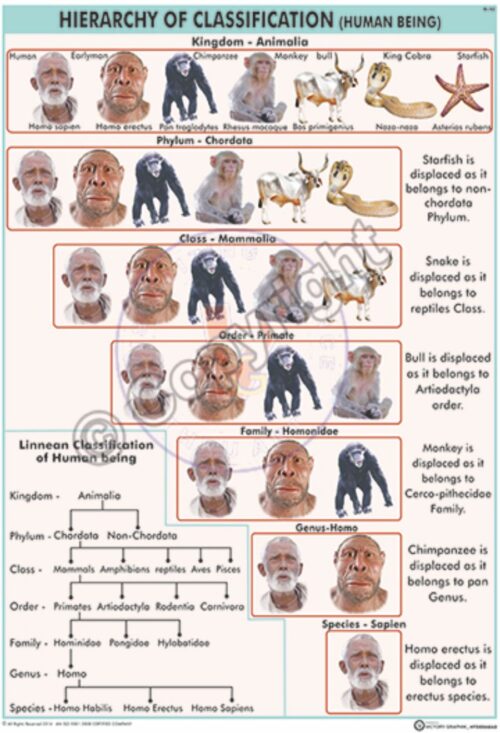 Bi-43_Hierarchy of classification - Final - CC